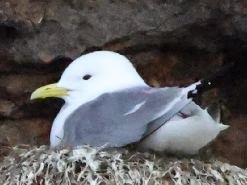 Black-legged kittiwake