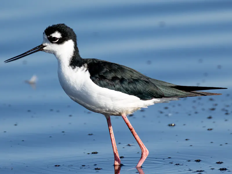Black-necked Stilt