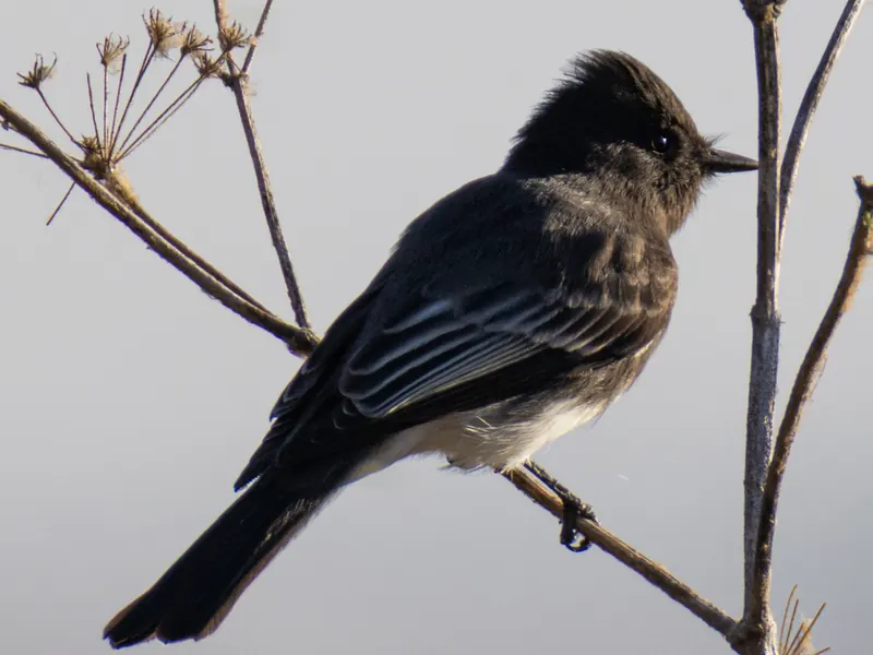 Black Phoebe
