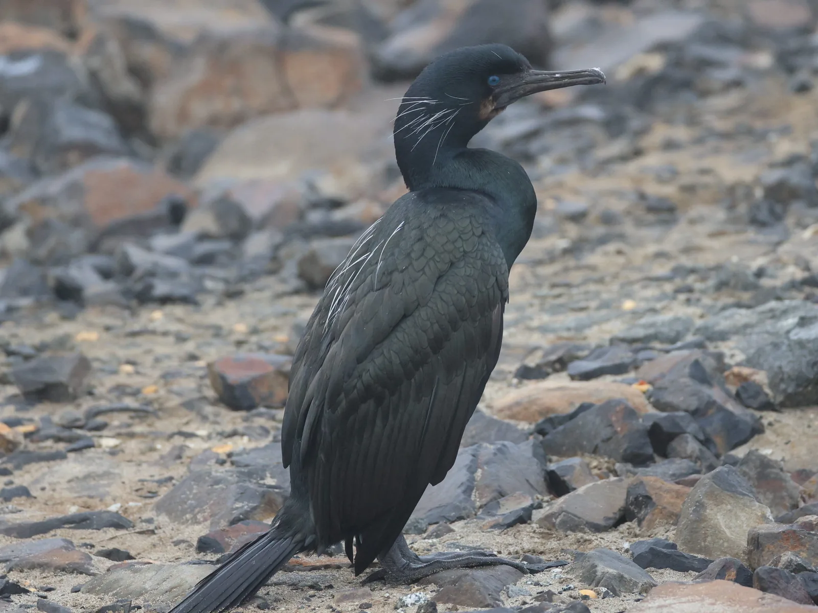 Brandt's cormorant