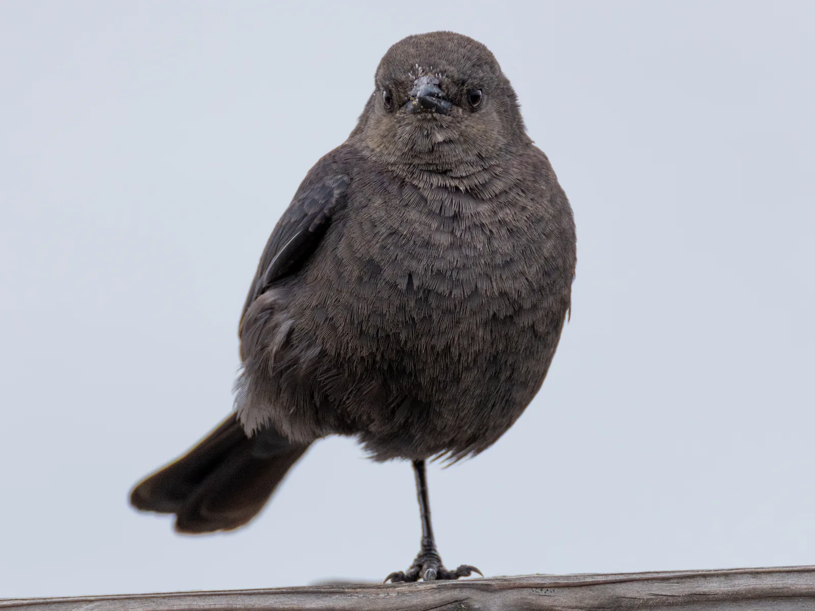 Brewer's Blackbird