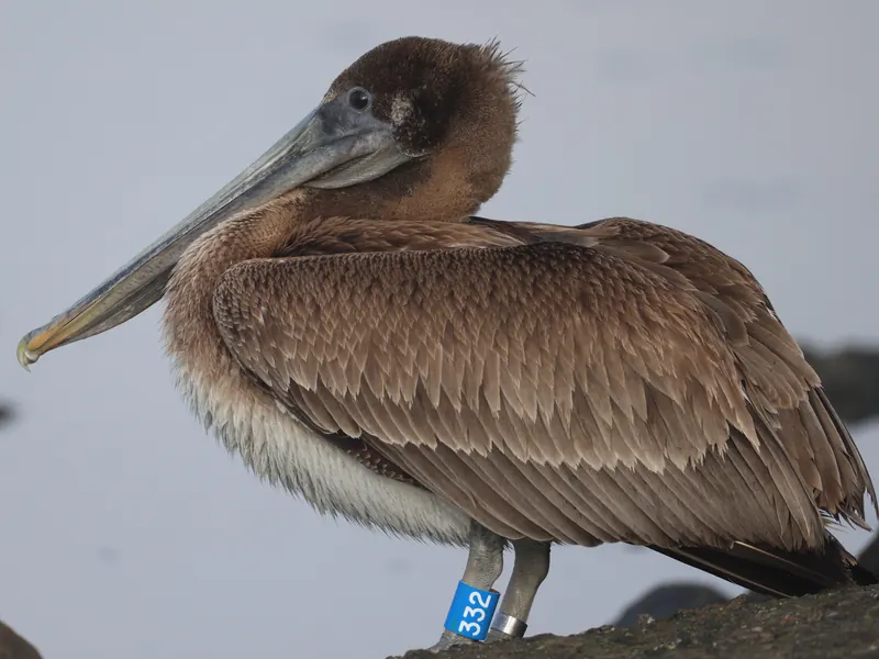 Brown Pelican