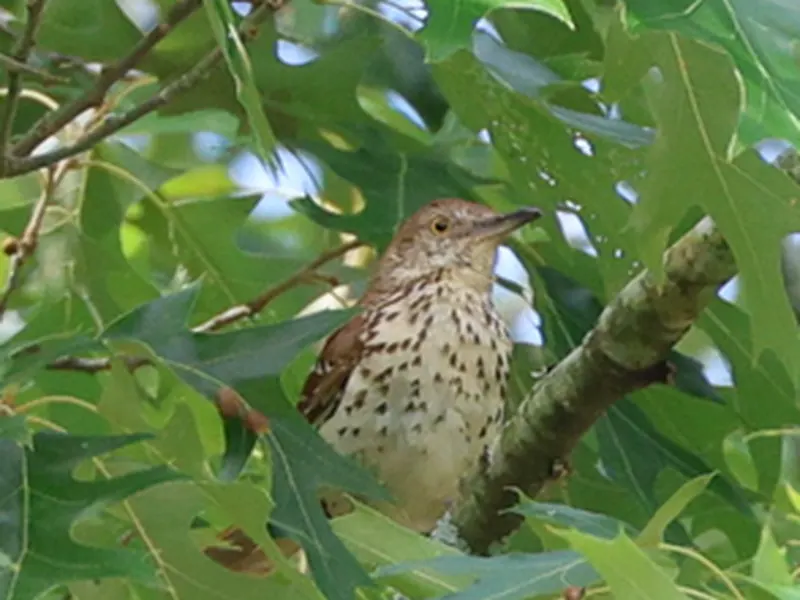 Brown Thrasher