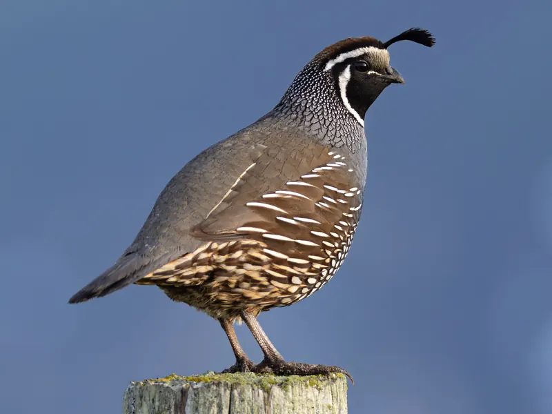 California Quail