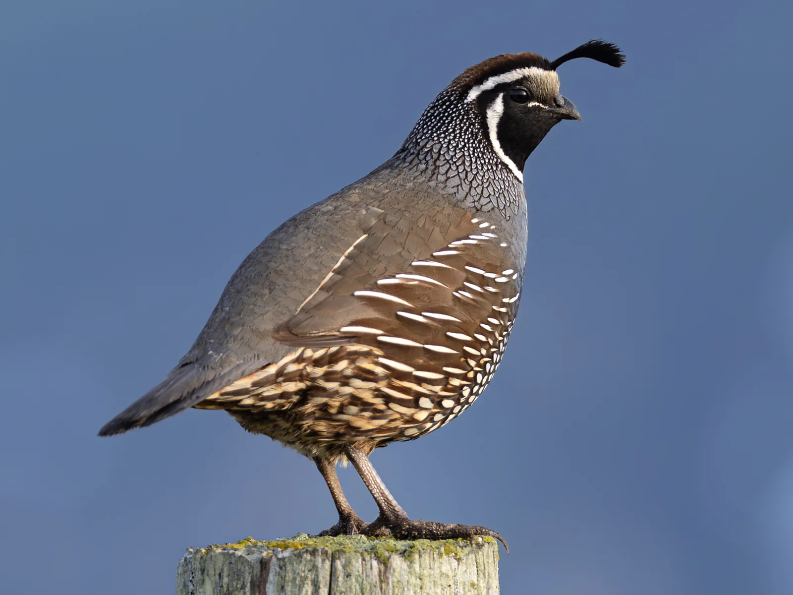 California Quail