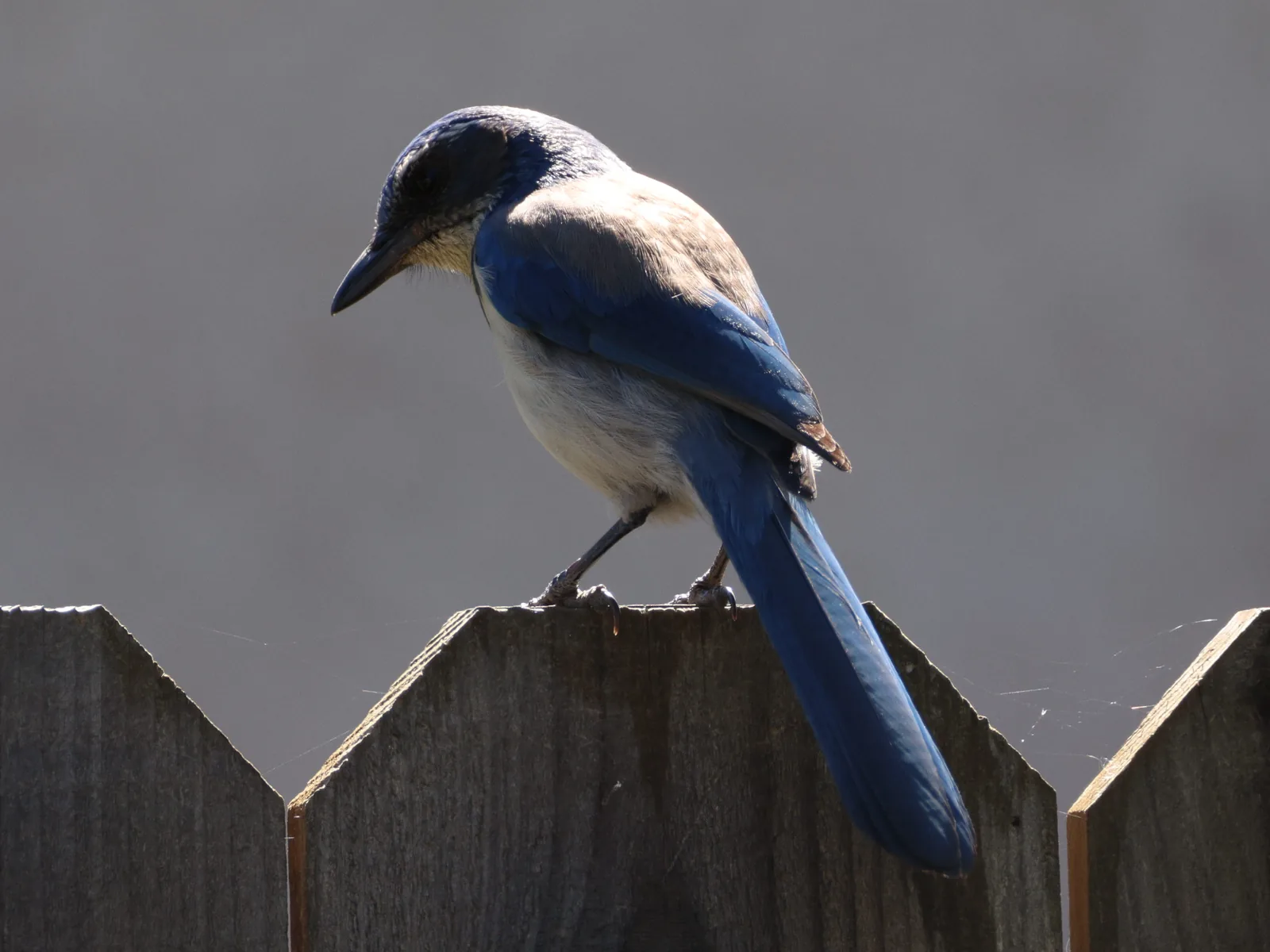 California Scrub-Jay