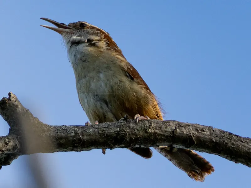 Carolina wren