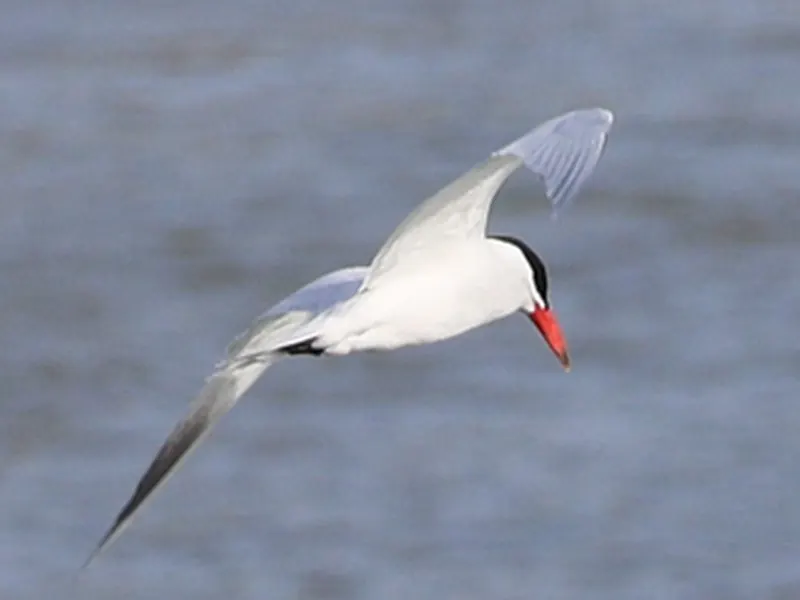 Caspian tern