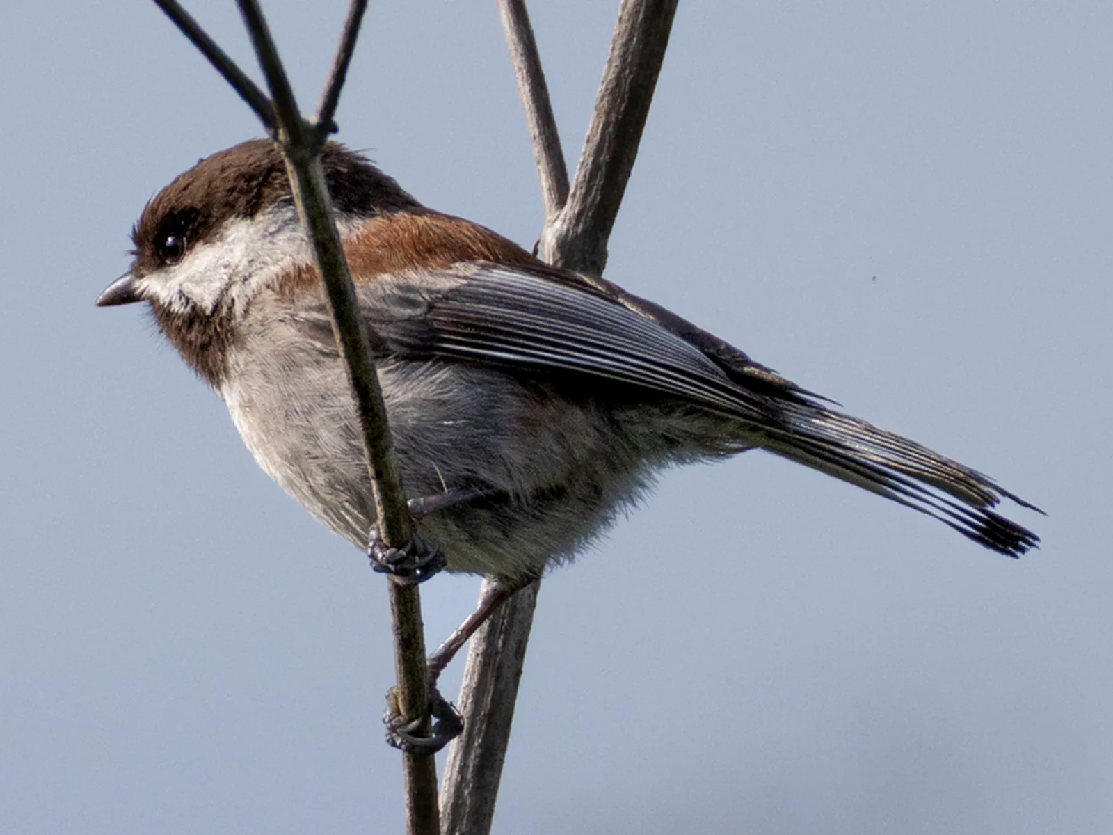 Chestnut-backed Chickadee