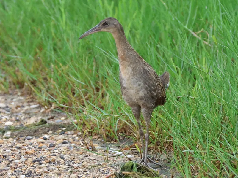 Clapper Rail