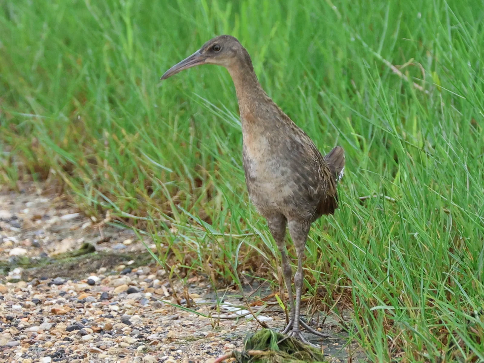 Clapper Rail