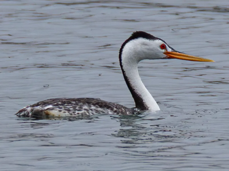 Clark's Grebe