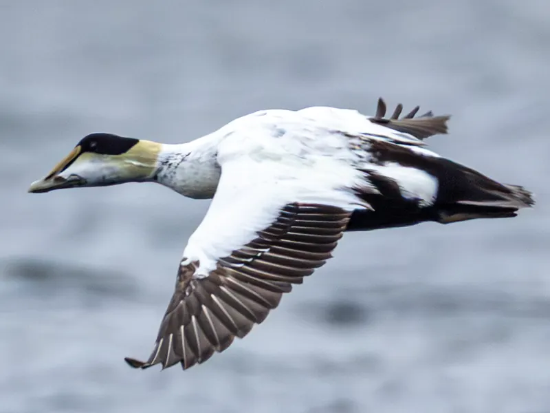 Common Eider