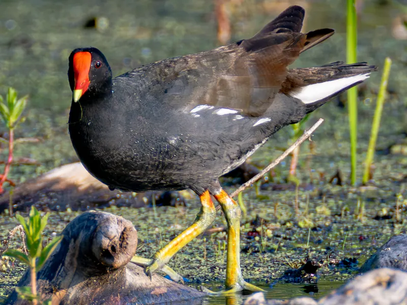 Common Gallinule