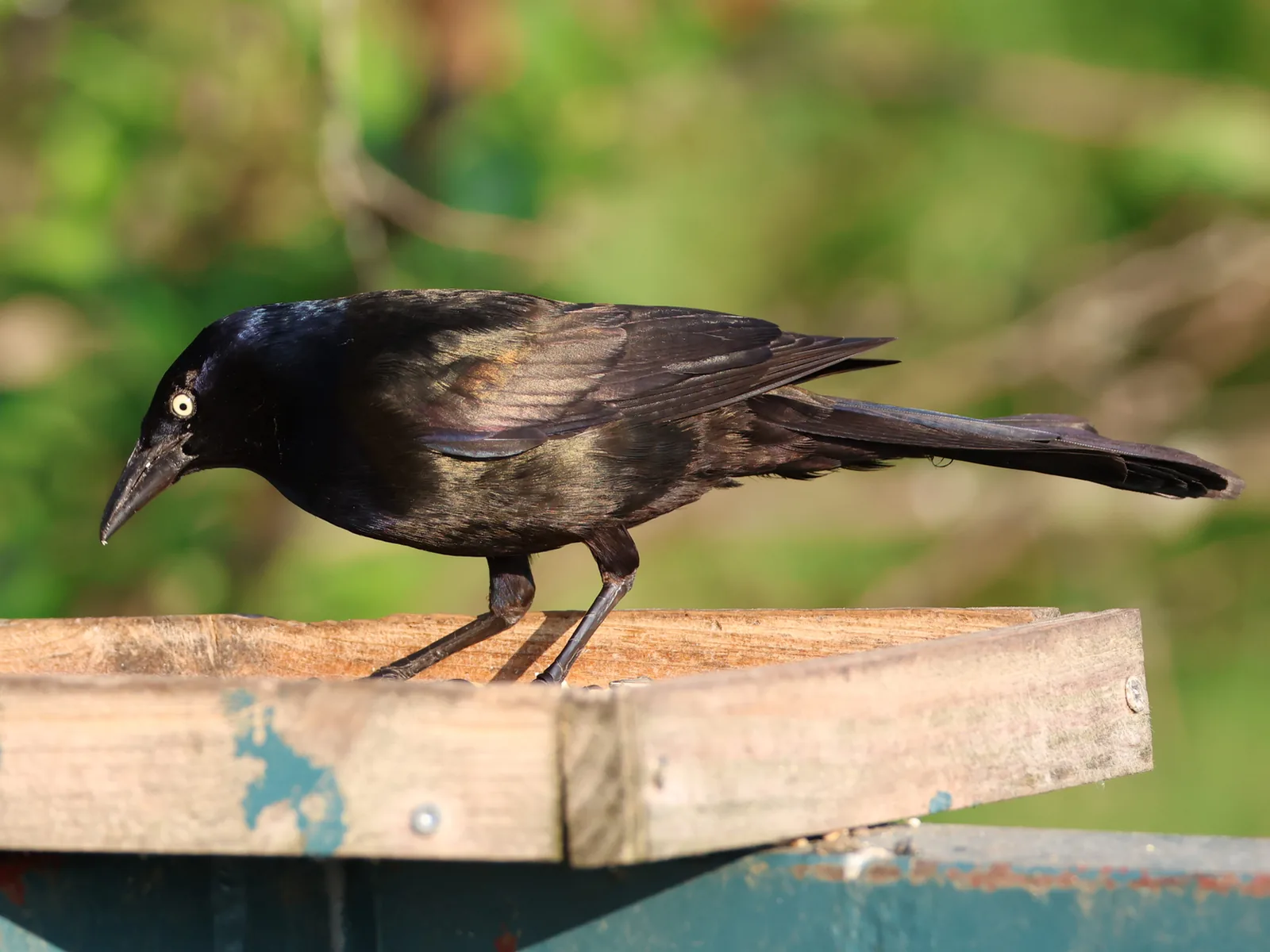Common Grackle
