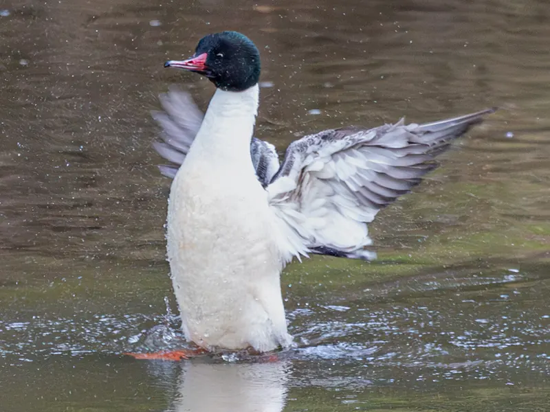 Common Merganser