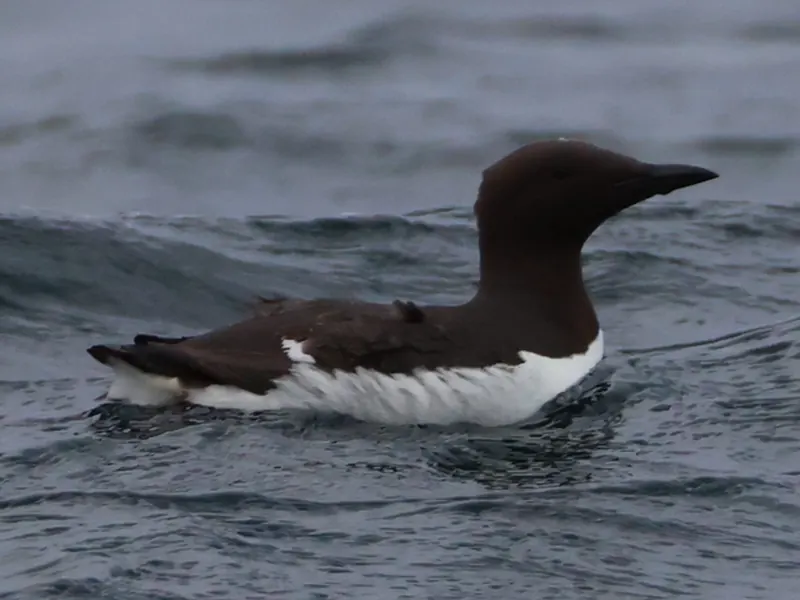 Common murre
