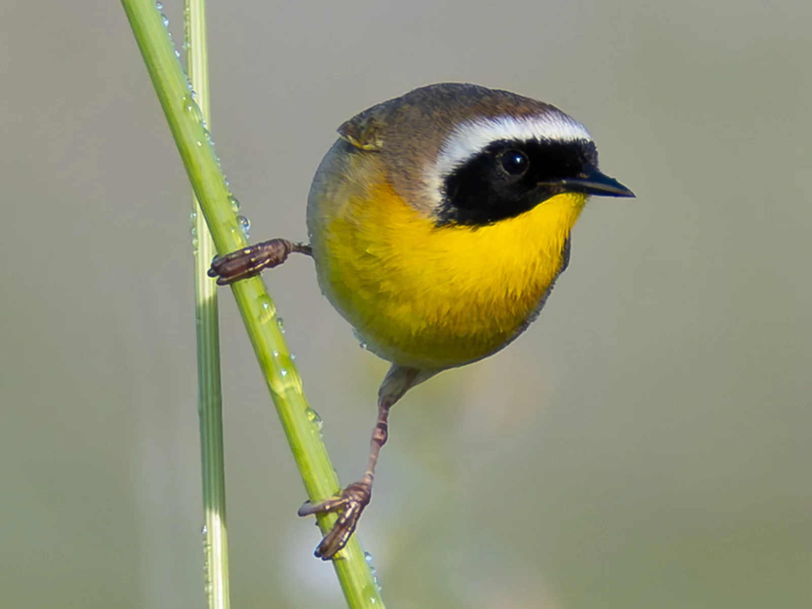 Common Yellowthroat