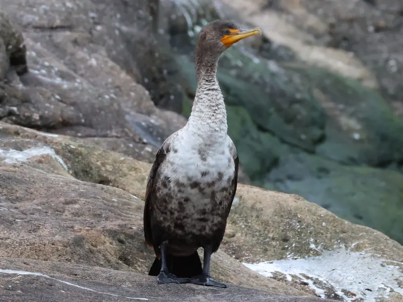 Double-crested Cormorant