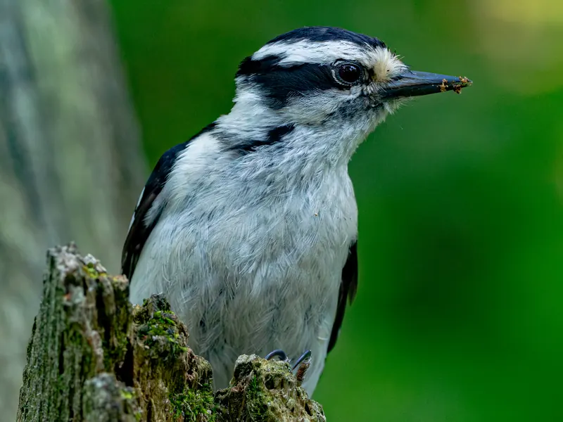 Downy Woodpecker