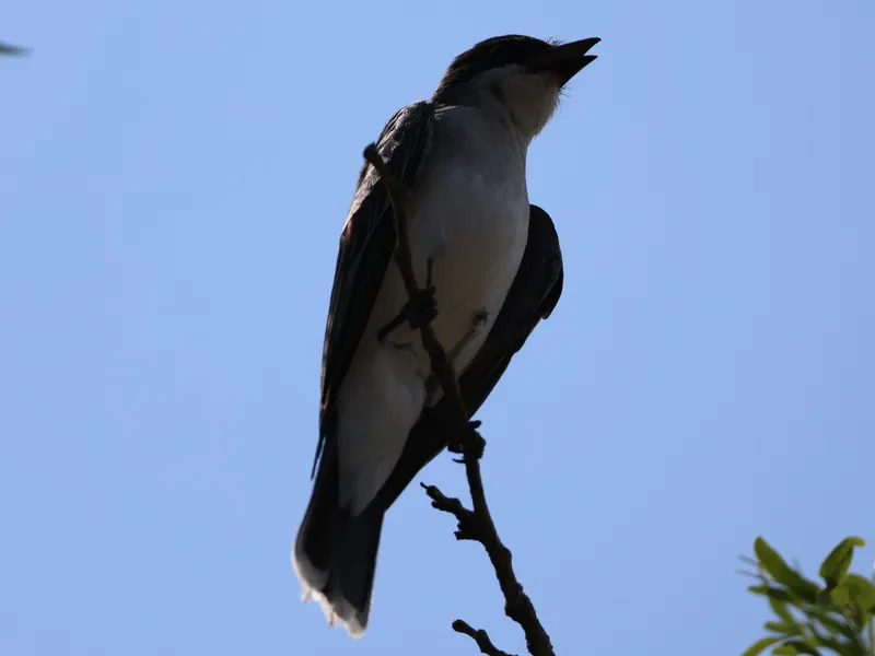 Eastern Kingbird