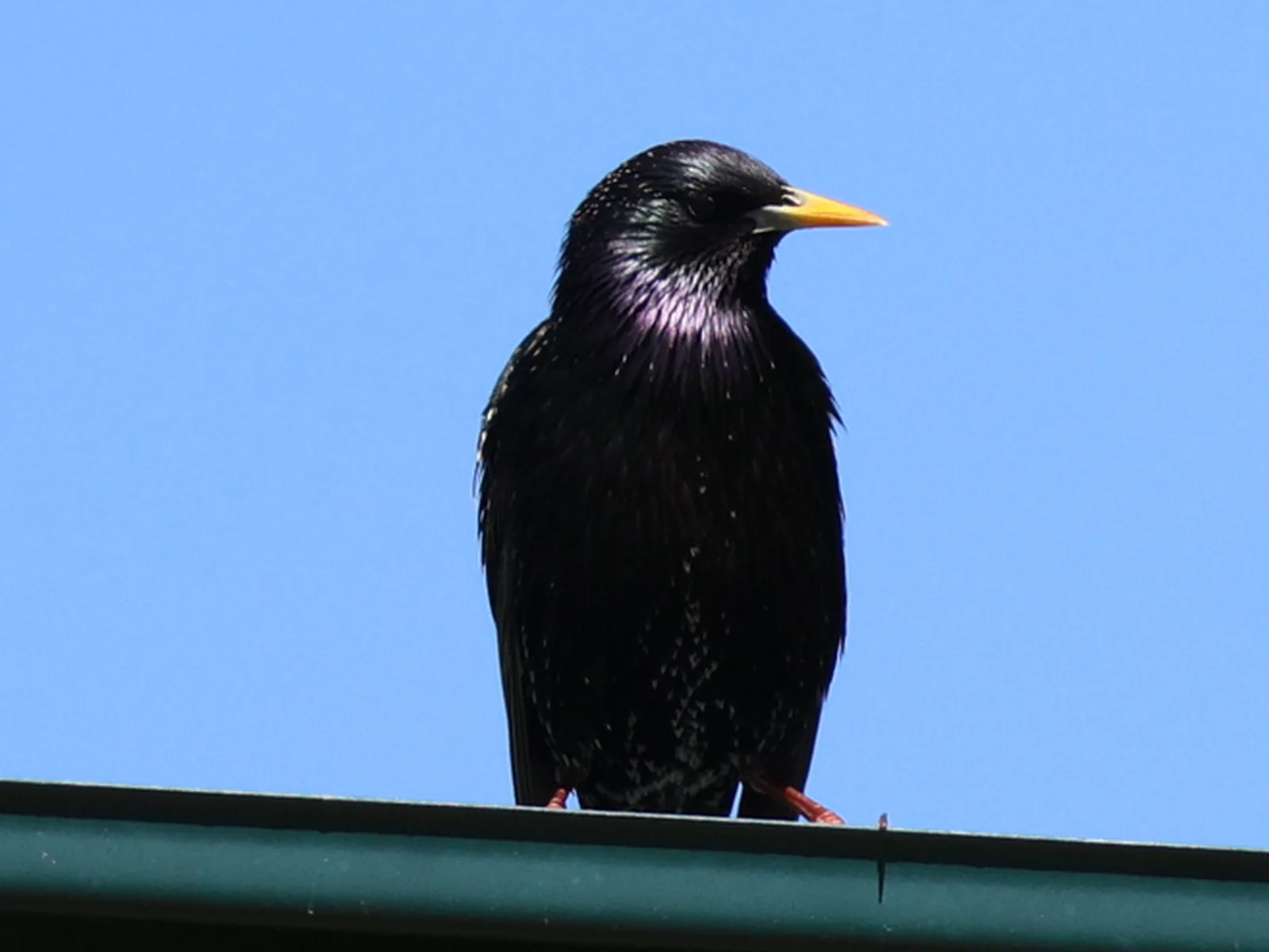 European Starling