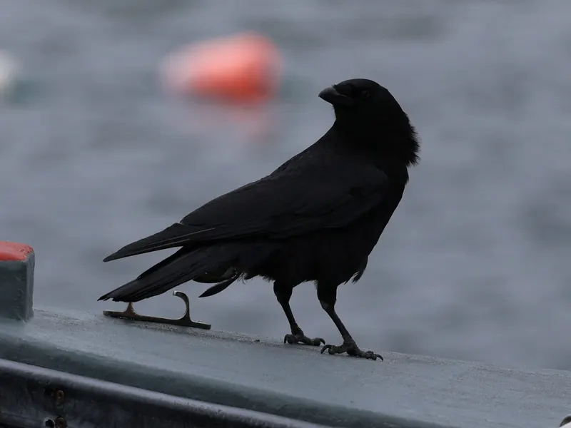 Fish crow
