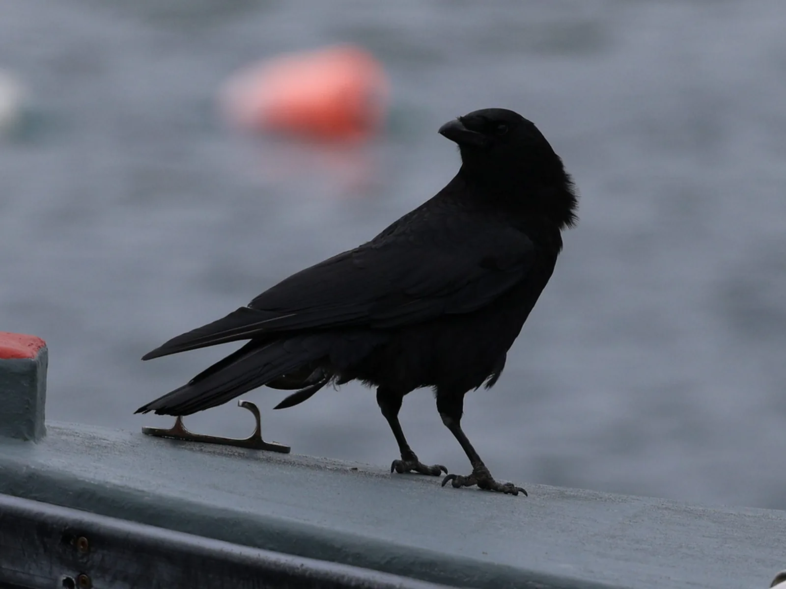 Fish crow