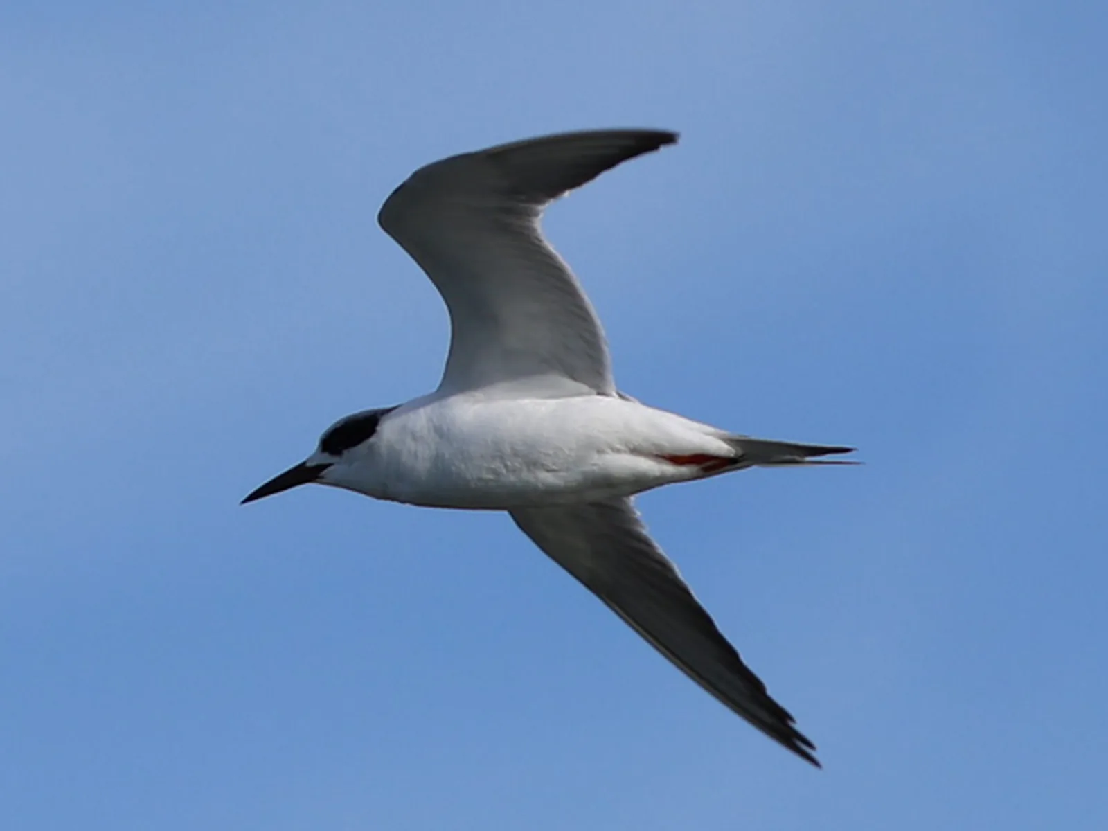 Forster's tern
