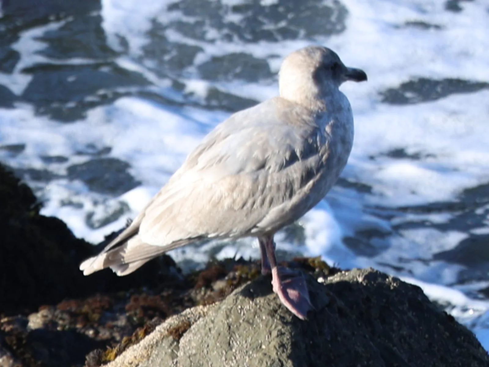 Glaucous-winged gull
