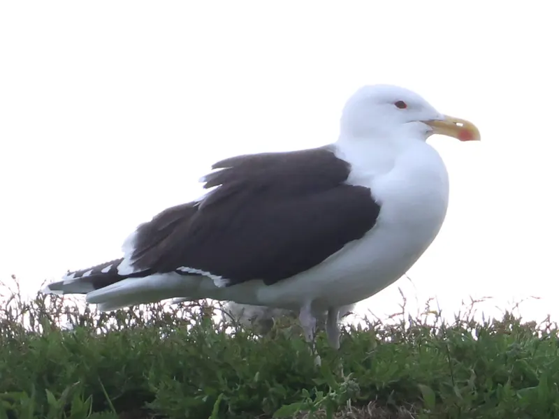 Great Black-backed Gull