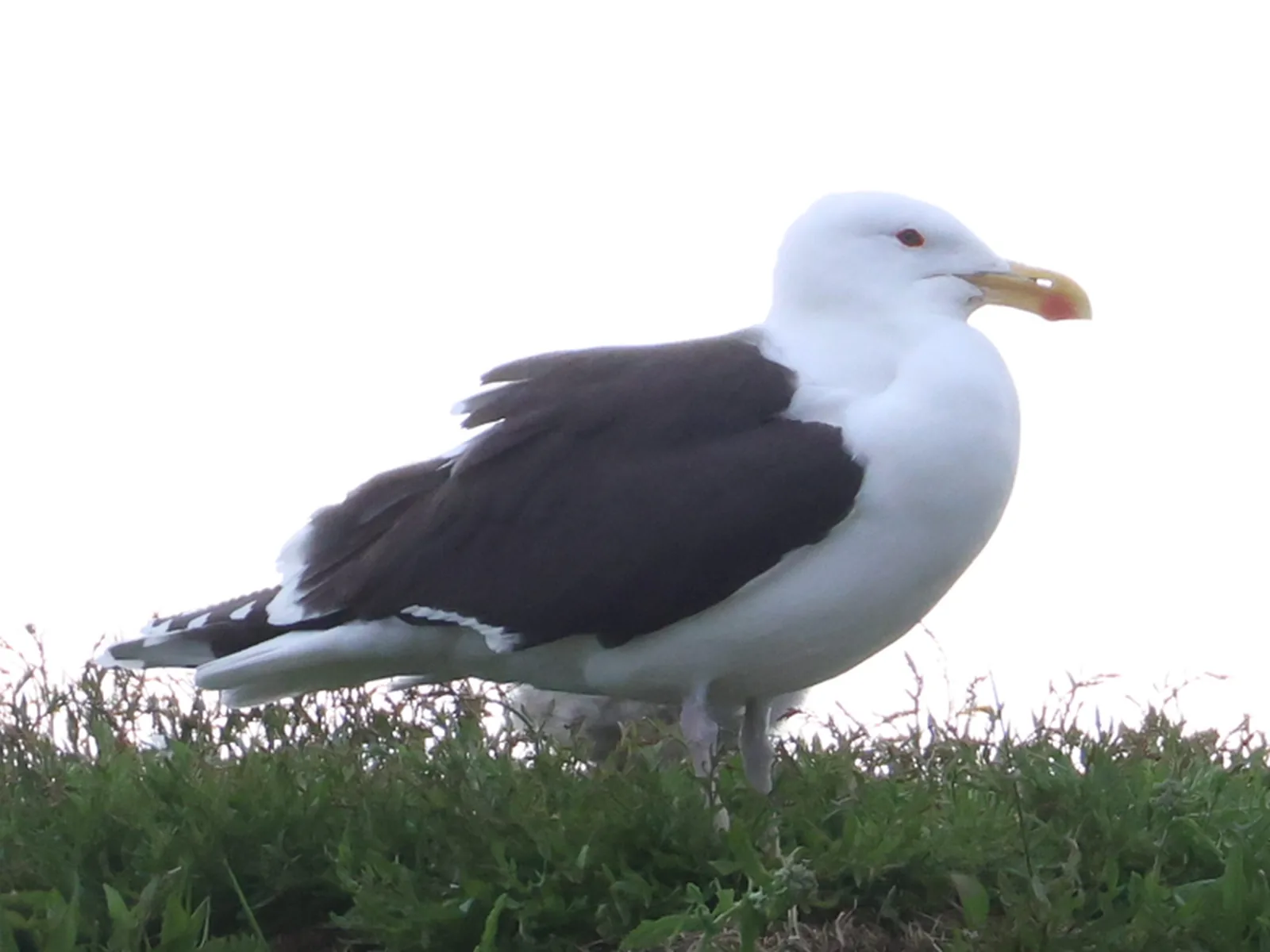 Great Black-backed Gull