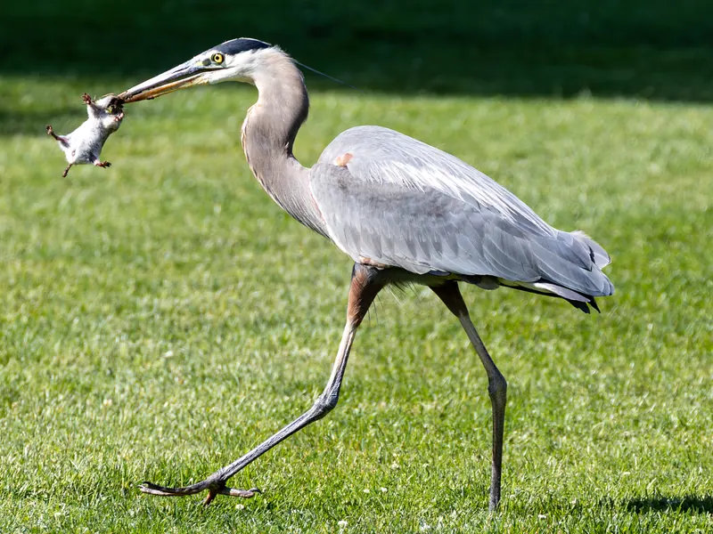 Great Blue Heron