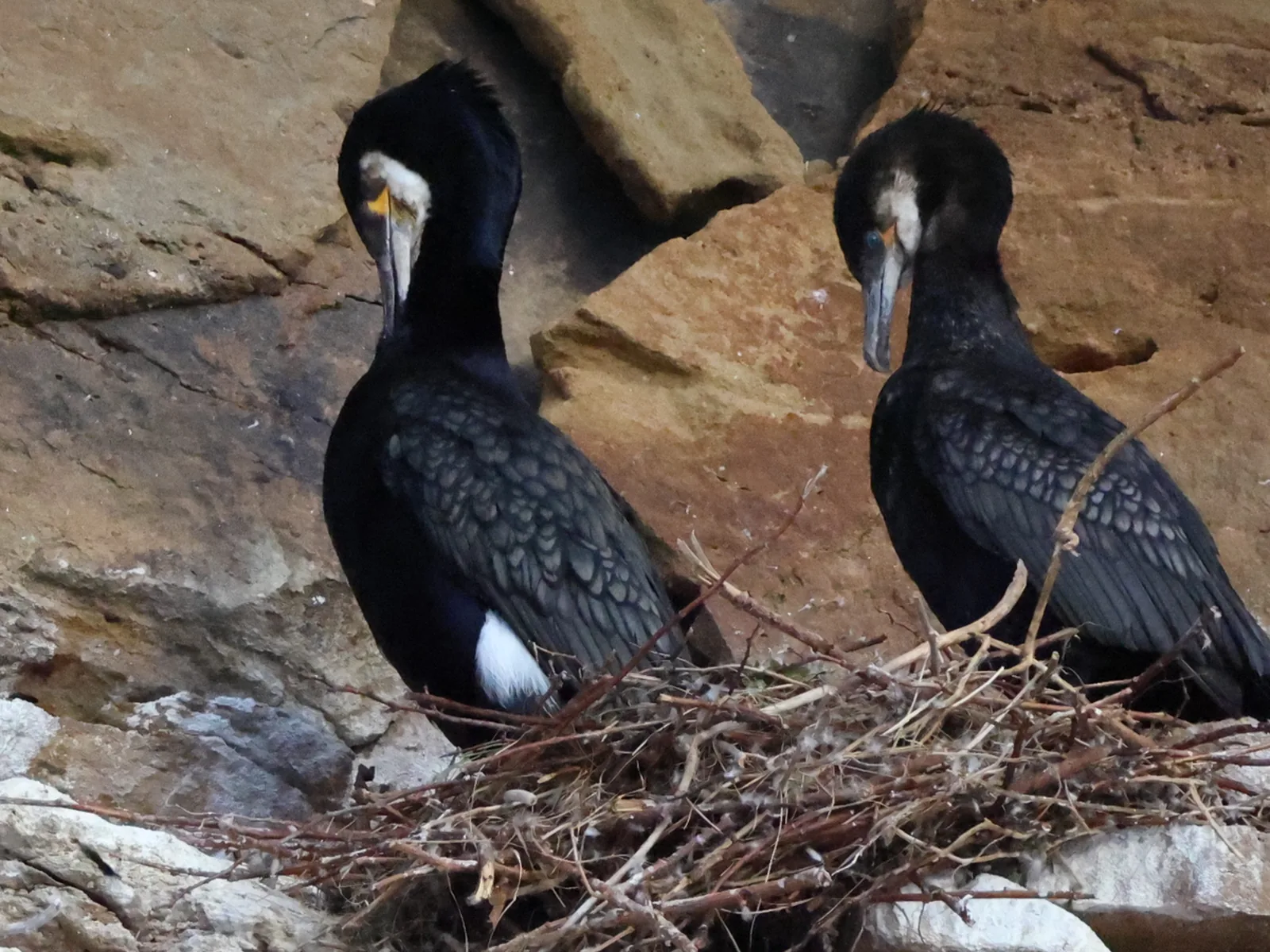 Great cormorant