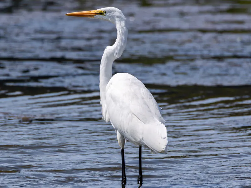 Great Egret