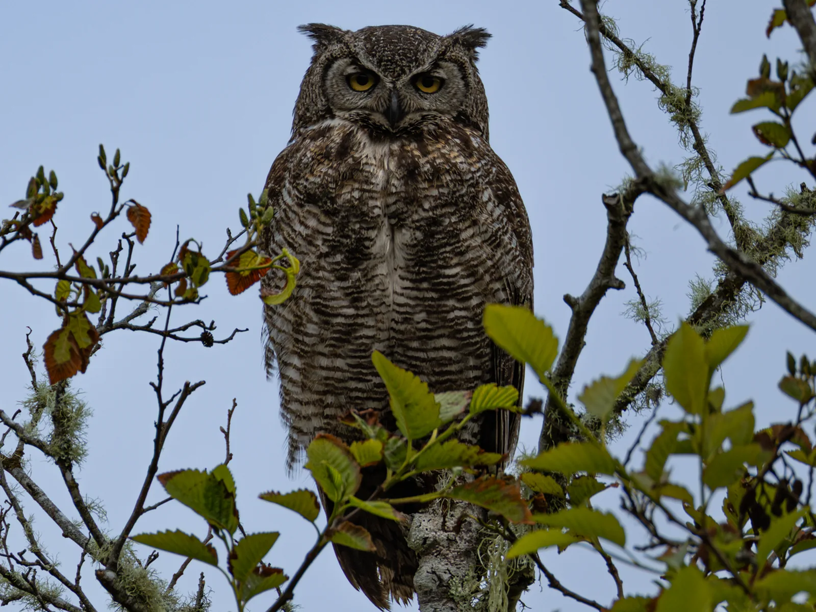 Great Horned Owl