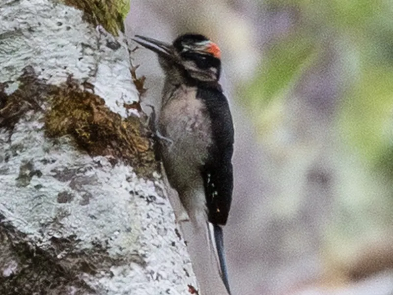Hairy Woodpecker