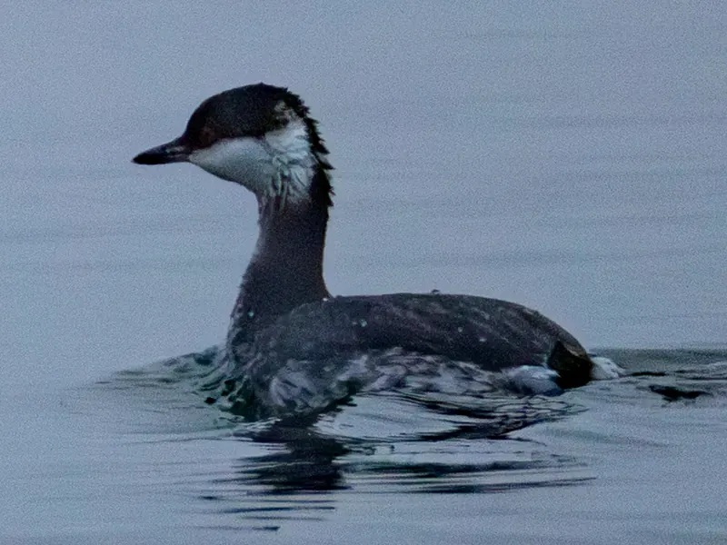 Horned Grebe