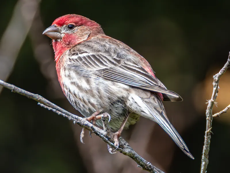 House Finch