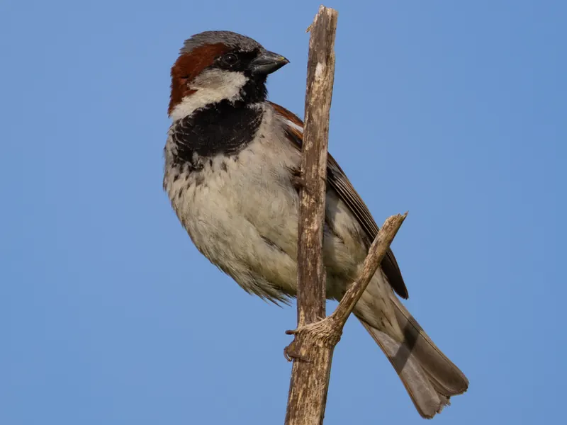 House Sparrow