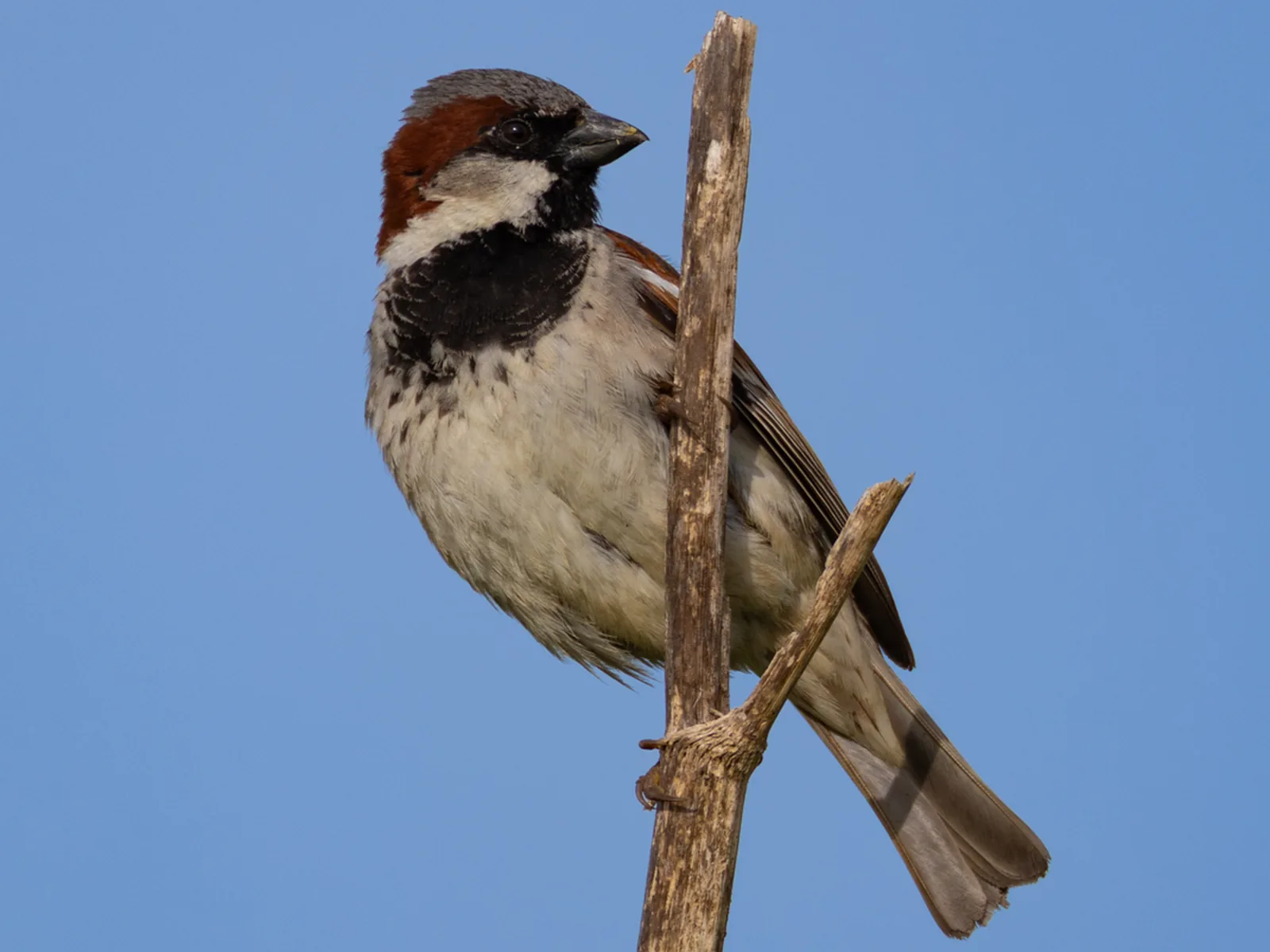 House Sparrow