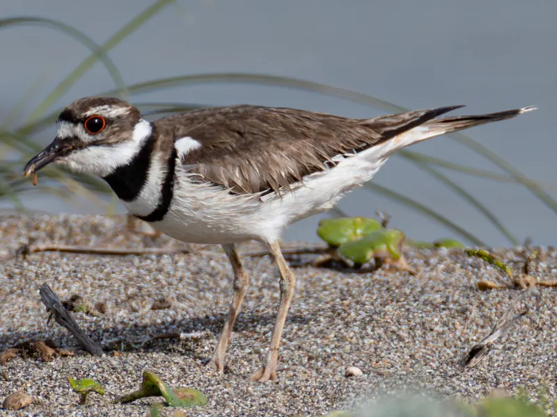 Killdeer