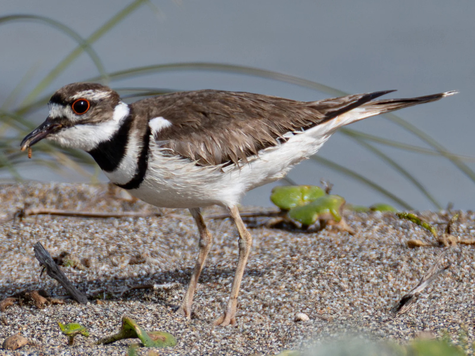 Killdeer