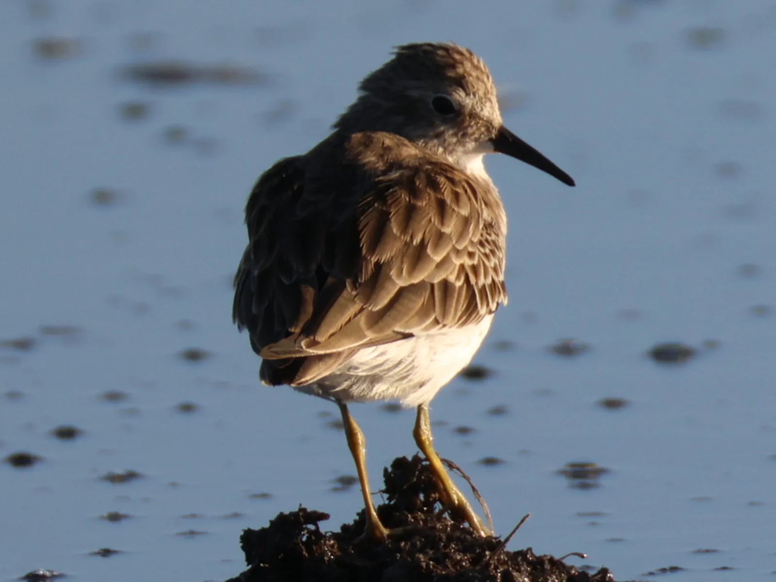 Least sandpiper