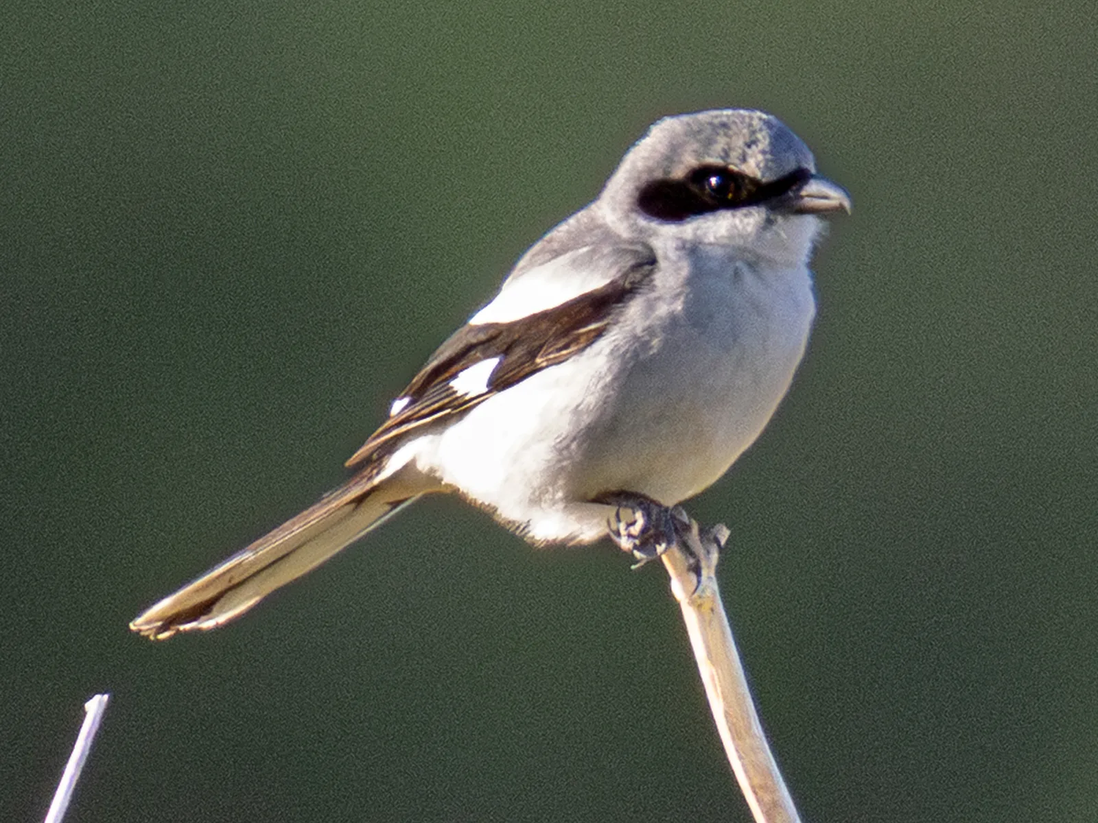 Loggerhead Shrike
