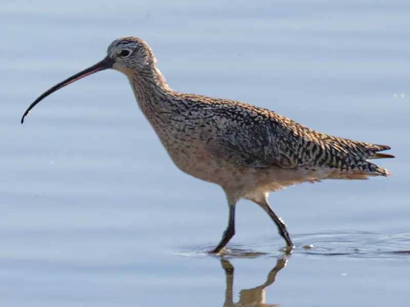 Long-billed Curlew