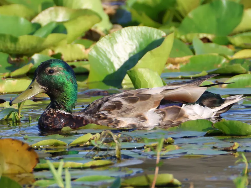 Mallard