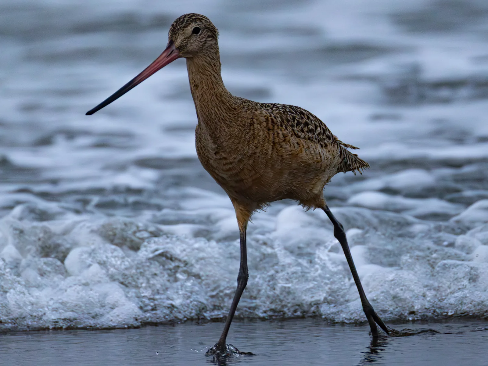Marbled Godwit