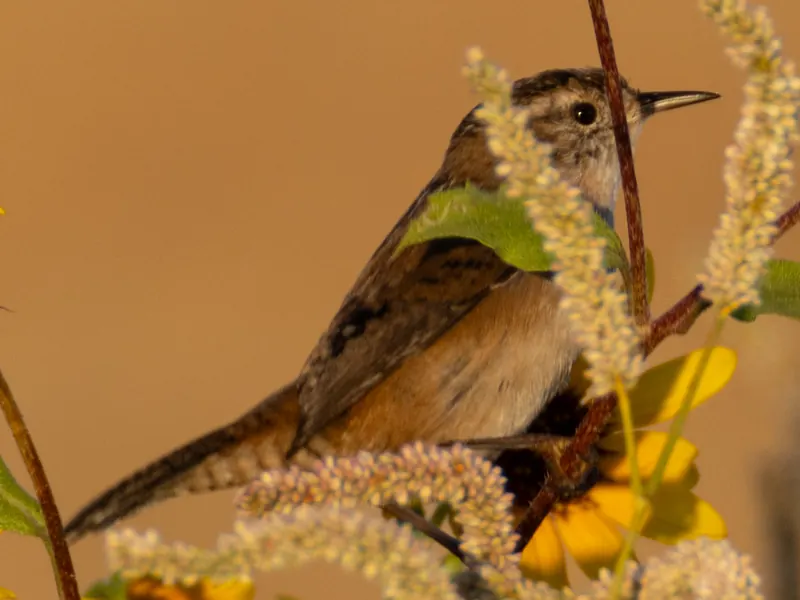 Marsh Wren