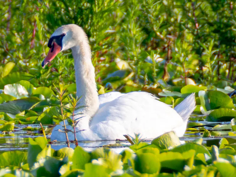 Mute Swan
